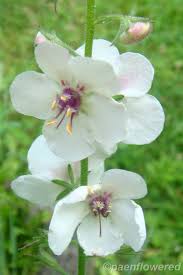 Image result for Verbascum blattaria