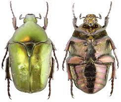 Attēlu rezultāti vaicājumam “Potosia cuprea”