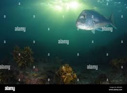 Image result for Pagrus auratus