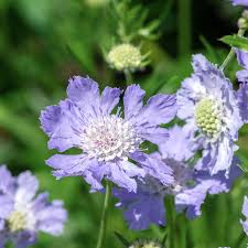 Image result for scabiosa caucasica