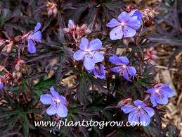 Attēlu rezultāti vaicājumam “Geranium pratense leaf”