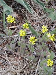 Attēlu rezultāti vaicājumam “Draba nemorosa”