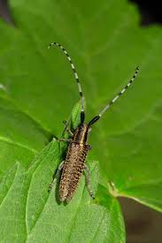 Attēlu rezultāti vaicājumam “Ectobius sylvestris female”
