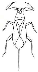 Attēlu rezultāti vaicājumam “Nepa cinerea”