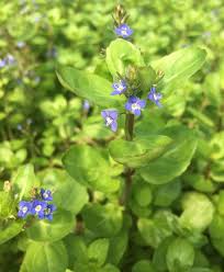 Attēlu rezultāti vaicājumam “Veronica beccabunga bud”