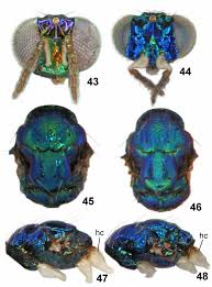 Attēlu rezultāti vaicājumam “Phyllonorycter platanoidella”
