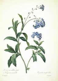 Attēlu rezultāti vaicājumam “Myosotis sylvatica”