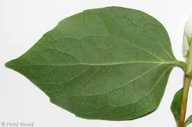 Attēlu rezultāti vaicājumam “Philadelphus coronarius leaf”