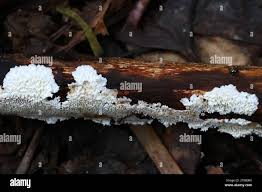 Attēlu rezultāti vaicājumam “Ceriporia”