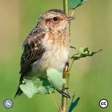 Attēlu rezultāti vaicājumam “Saxicola rubetra juvenile”