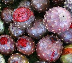 Attēlu rezultāti vaicājumam “Rosa subcanina fruit”