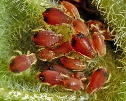 Attēlu rezultāti vaicājumam “Aphelia viburniana”