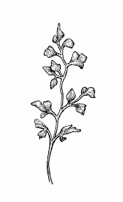 Attēlu rezultāti vaicājumam “Asplenium ruta-muraria”