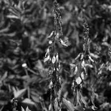 Attēlu rezultāti vaicājumam “Galega orientalis bud”