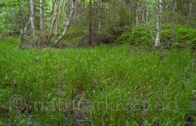 Attēlu rezultāti vaicājumam “Glyceria lithuanica”