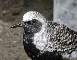 Attēlu rezultāti vaicājumam “Pluvialis squatarola adult”