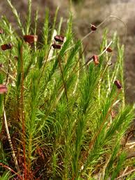 Attēlu rezultāti vaicājumam “Polytrichum commune”