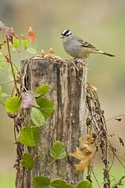 Image result for Zonotrichia leucophrys