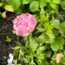 Attēlu rezultāti vaicājumam “Ranunculus mendax flower”