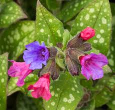 Attēlu rezultāti vaicājumam “Pulmonaria saccharata”