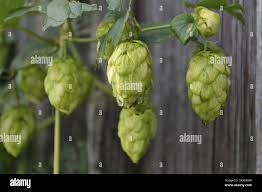 Attēlu rezultāti vaicājumam “Humulus lupulus fruit”