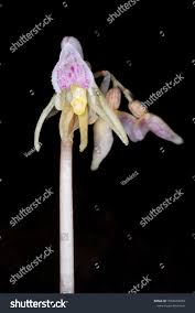 Attēlu rezultāti vaicājumam “Epipogium aphyllum”