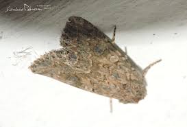 Attēlu rezultāti vaicājumam “Hadula trifolii larva”