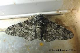 Attēlu rezultāti vaicājumam “Biston betularia”