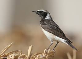 Image result for Oenanthe pleschanka