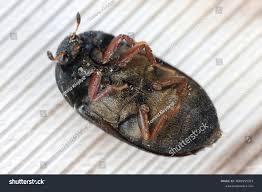 Attēlu rezultāti vaicājumam “Attagenus pellio”