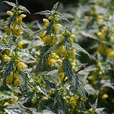 Attēlu rezultāti vaicājumam “Lamiastrum galeobdolon”