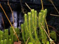 Attēlu rezultāti vaicājumam “Huperzia selago”