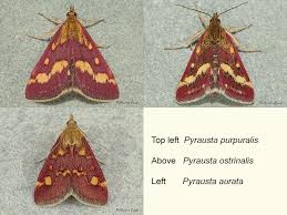 Attēlu rezultāti vaicājumam “Pyrausta purpuralis”
