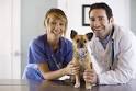 Globoid Cell Leukodystrophy in Dogs | eHow.