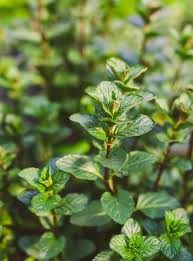 Attēlu rezultāti vaicājumam “Mentha x piperita”