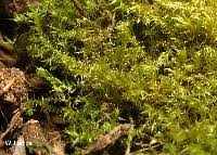 Attēlu rezultāti vaicājumam “Campylium chrysophyllum”