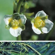 Attēlu rezultāti vaicājumam “Alisma gramineum flower”