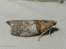 Attēlu rezultāti vaicājumam “Sciota fumella”