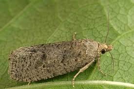 Attēlu rezultāti vaicājumam “Epiblema grandaevana”