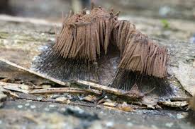 Attēlu rezultāti vaicājumam “Stemonitis fusca plasmodium”