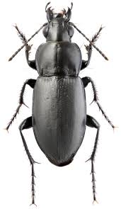 Attēlu rezultāti vaicājumam “Poecilus lepidus”