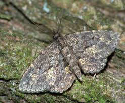 Attēlu rezultāti vaicājumam “Parascotia fuliginaria”