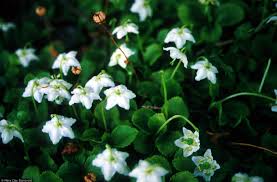 Attēlu rezultāti vaicājumam “Moneses uniflora fruit”