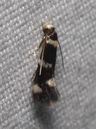 Attēlu rezultāti vaicājumam “Elachista maculicerusella”