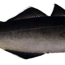 Image result for Pollachius virens