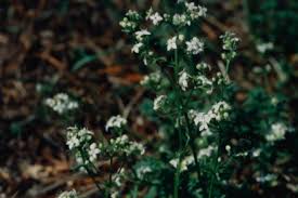 Attēlu rezultāti vaicājumam “Galium album leaf”