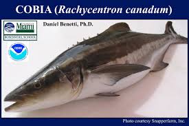 Image result for Rachycentron canadum