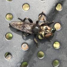 Attēlu rezultāti vaicājumam “Laphria gibbosa”