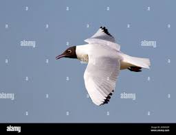 Attēlu rezultāti vaicājumam “Larus ridibundus adult”