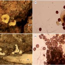 Attēlu rezultāti vaicājumam “Didymium serpula”
